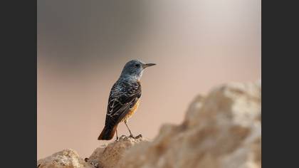 Common Rock Thrush
