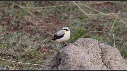 Northern Wheatear