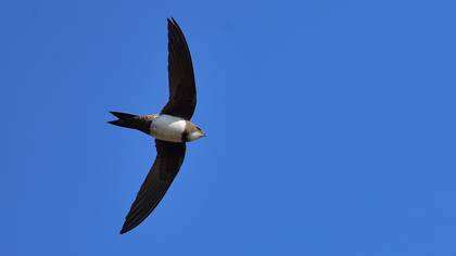 Alpine Swift
