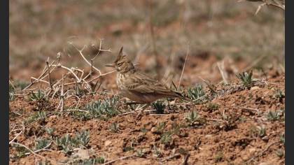 Crested Lark