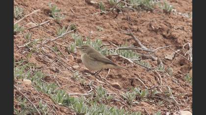 Common Chiffchaff