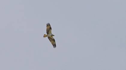 Osprey