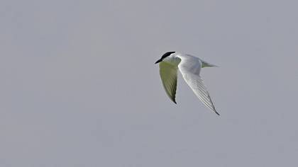Gull-billed Tern