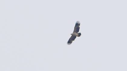 Eastern Imperial Eagle