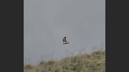 Common Buzzard