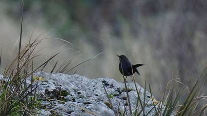 Common Blackbird