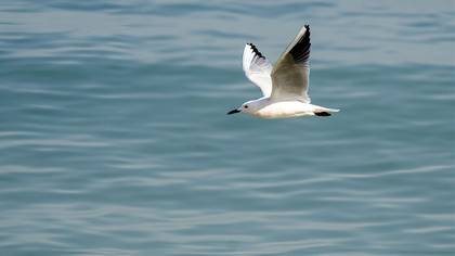 Slender-billed Gull