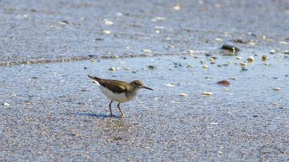 Common Sandpiper