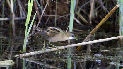 Little Crake