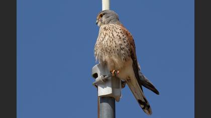 Common Kestrel