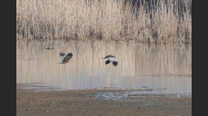 Hen Harrier