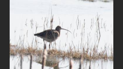 Eurasian Curlew