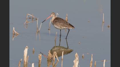 Black-tailed Godwit