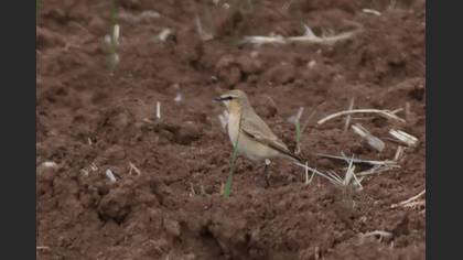 Isabelline Wheatear