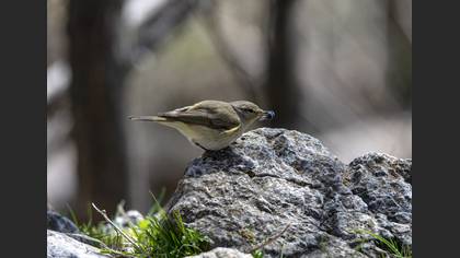 Common Chiffchaff