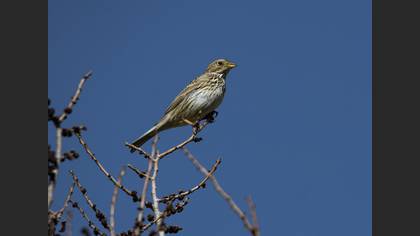 Corn Bunting