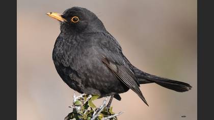 Common Blackbird
