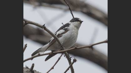 Semicollared Flycatcher