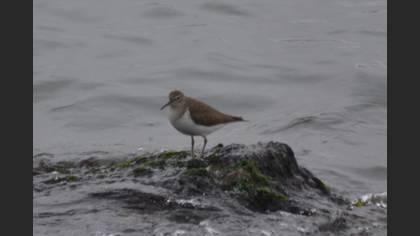 Common Sandpiper