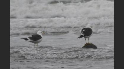 Lesser Black-backed Gull