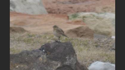 Isabelline Wheatear