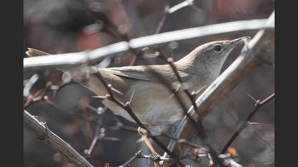Savi`s Warbler