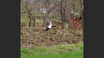 White Stork