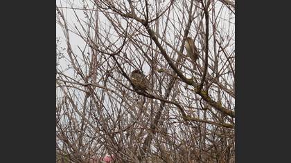 Spanish Sparrow
