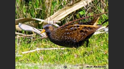Spotted Crake