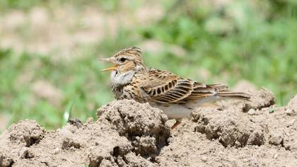 Eurasian Skylark
