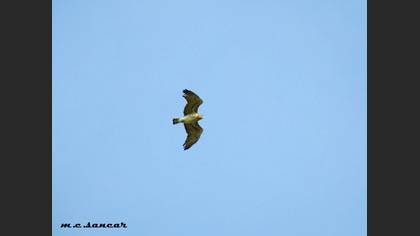 Short-toed Snake Eagle