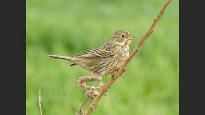 Corn Bunting