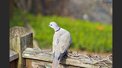Eurasian Collared Dove