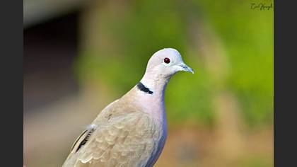 Eurasian Collared Dove