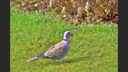 Eurasian Collared Dove
