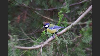 Great Tit