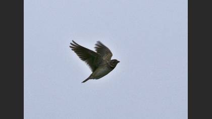 Calandra Lark