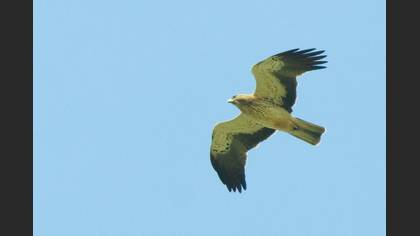 Booted Eagle