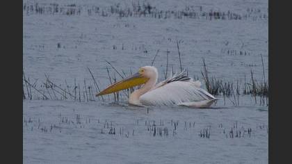 Great White Pelican