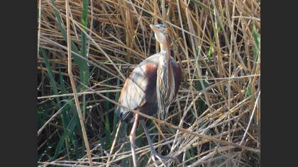Purple Heron