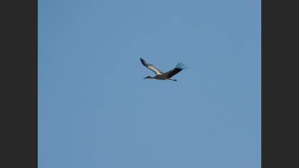 White Stork