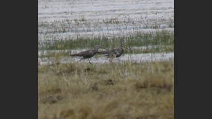 Spotted Redshank