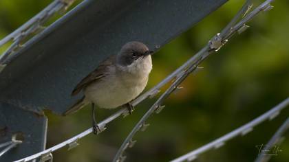 Lesser Whitethroat