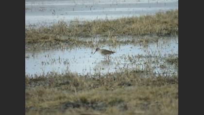 Common Redshank