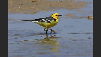 Citrine Wagtail