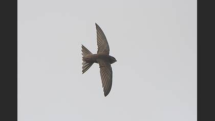Common Swift