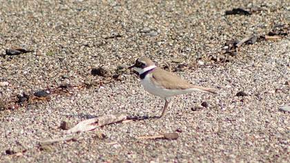 Little Ringed Plover