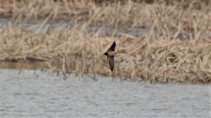 Barn Swallow