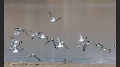 Kentish Plover
