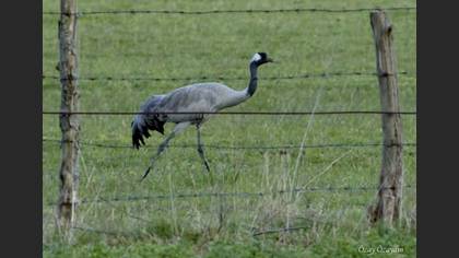 Common Crane